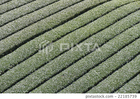 Teahara奈良市田原地區 Teahara奈良市田原地區 22185739