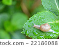 Snail and hydrangea 22186088