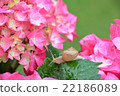 Snail and hydrangea 22186089