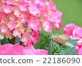Snail and hydrangea 22186090