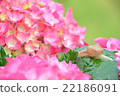 Snail and hydrangea 22186091