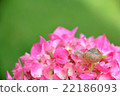 Snail and hydrangea 22186093