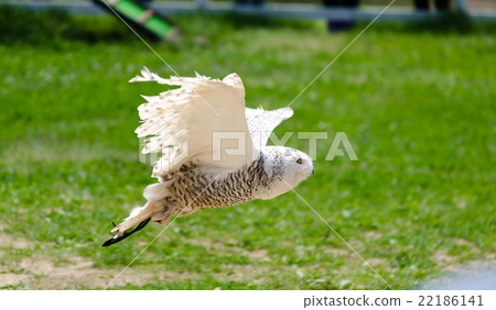 白貓頭鷹 白貓頭鷹 22186141