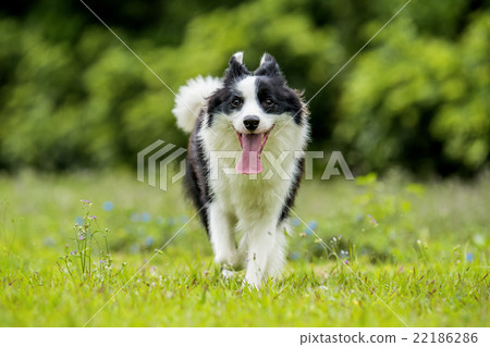 Border collie walking on grass Border collie walking on grass 22186286
