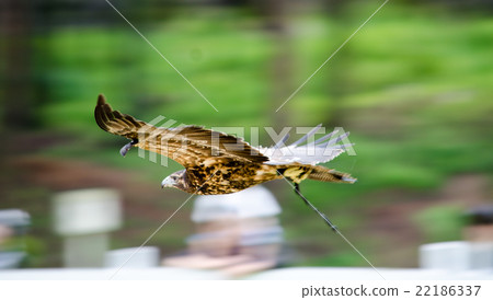 Hybrid · Golden Eagle Hybrid · Golden Eagle 22186337
