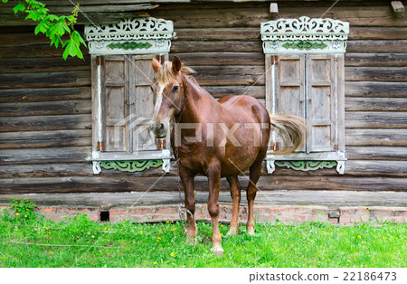 Peasant bay horse is grazed near rustic log hut Peasant bay horse is grazed near rustic log hut 22186473