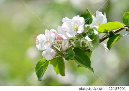 蘋果蘋果花農場工作豆竹農業青森產業 蘋果蘋果花農場工作豆竹農業青森產業 22187001