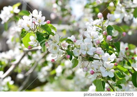 Apple apples flowers farm work bean bamboo agriculture Aomori industry Apple apples flowers farm work bean bamboo agriculture Aomori industry 22187005