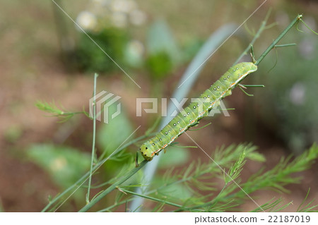 Caterpillar on the quasi-leaf of asparagus at home garden 22187019