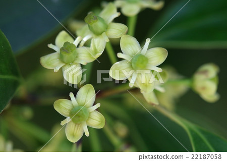 Natural plant mochinoki, dioecious evergreen of dioecious. Flowers bloom around April. This is a female flower 22187058