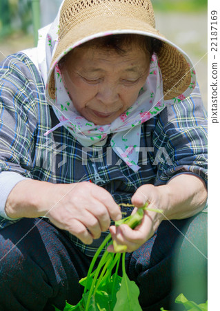 拍攝在妻子父母家中耕種的婆婆 22187169