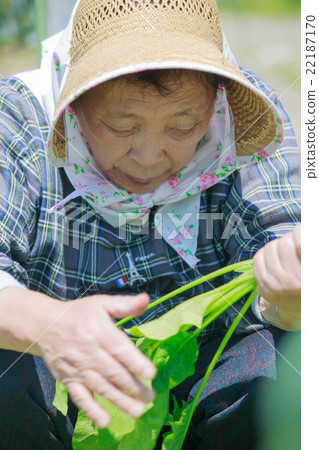 Shoot the mother-in-law who is farming at his wife's parents home 22187170