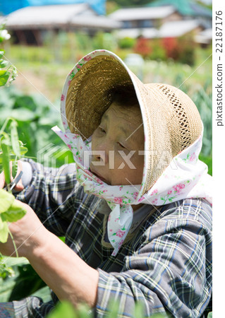 Shoot the mother-in-law who is farming at his wife's parents home 22187176