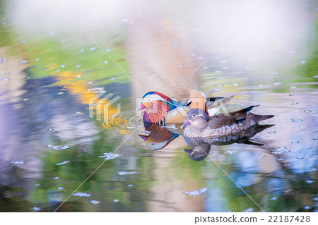 弘前公園的櫻花 22187428