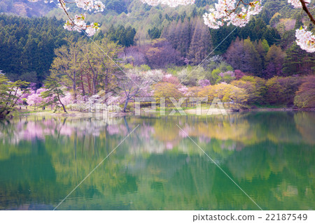 Cherry blossoms at Hanayama Nature Park 22187549
