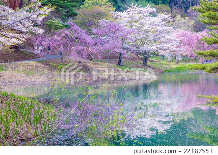 Cherry blossoms at Hanayama Nature Park 22187551