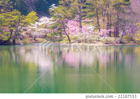 Cherry blossoms at Hanayama Nature Park Cherry blossoms at Hanayama Nature Park 22187553