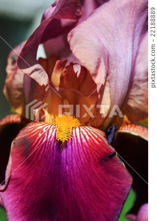 red and purple iris flower 22188889