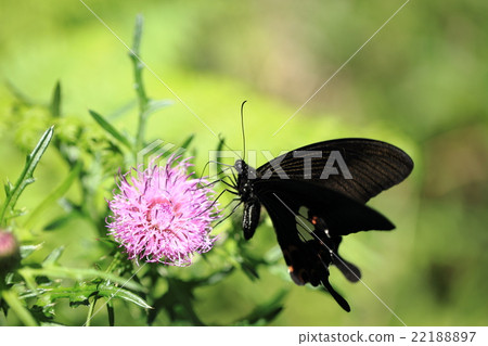 Monkeyeahha和Thistle③ 22188897