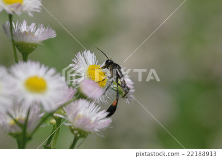 Caterpillar whale 22188913