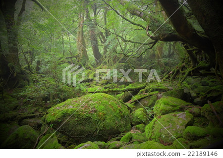 屋久島森林 屋久島森林 22189146