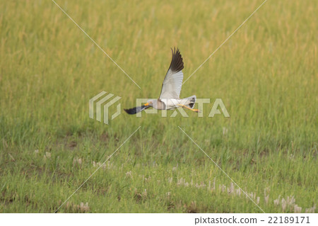 Keli的航班! Keli的航班! 22189171