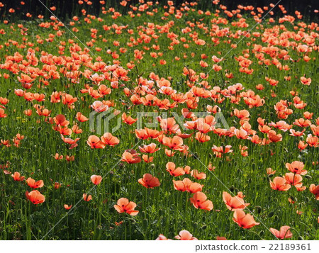 Red poppy (Nagami hinagi) one side 22189361