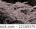 Cherry blossoms at Chidorigafuchi 22189370