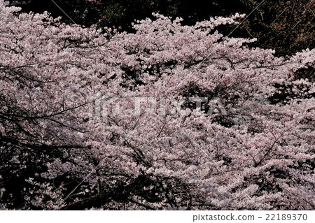 Chidorigafuchi的櫻花 Chidorigafuchi的櫻花 22189370