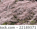 Cherry blossoms at Chidorigafuchi 22189371