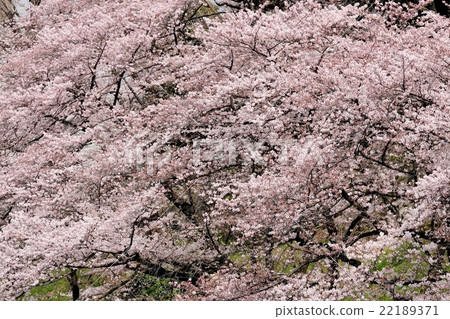 Cherry blossoms at Chidorigafuchi 22189371