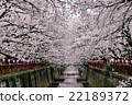 Cherry blossoms of Meguro River 22189372