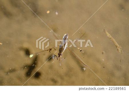 Namia mombo · Hydrangea Namia mombo · Hydrangea 22189561