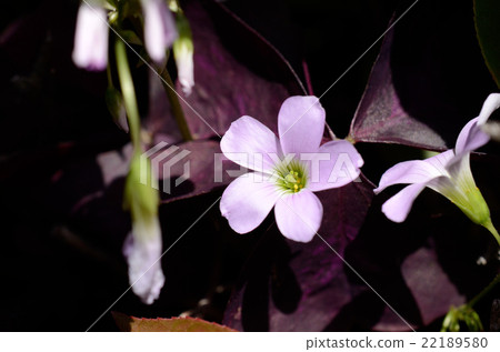 Oxalis · Trian Glass flowers Oxalis · Trian Glass flowers 22189580