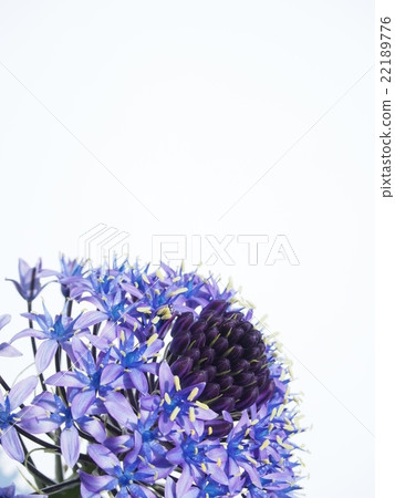 Schiller Velviana Schiller Velviana 22189776