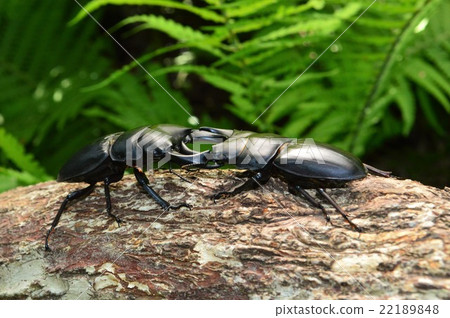 Battle in domestic Okuwagata mutual forest 22189848