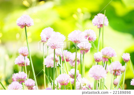 Chubes開花1 22189898