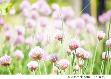 韭菜2到綻放 韭菜2到綻放 22189899