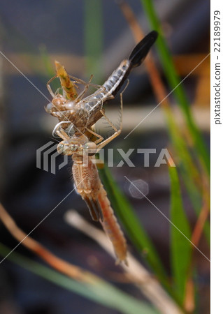 Otsumombo（出現後立即） 22189979