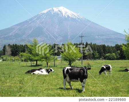 牛和富士 22189980