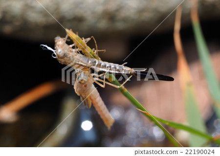 Otsumombo（出現後立即） 22190024