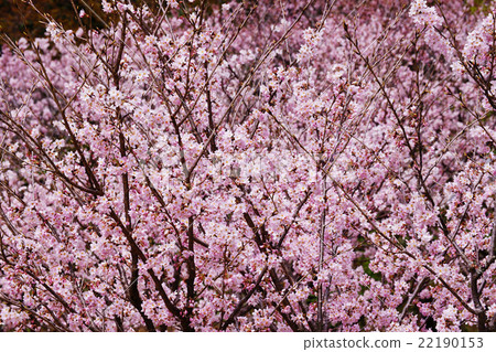 櫻桃樹 22190153