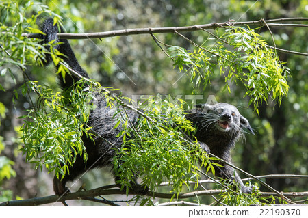 Binturong asian bear close up portrait Binturong asian bear close up portrait 22190370