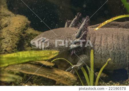 axolotl mexican salamander portrait underwater axolotl mexican salamander portrait underwater 22190378