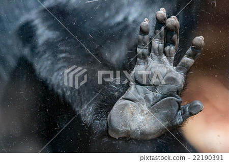l'hoest's monkey hand detail on window 22190391