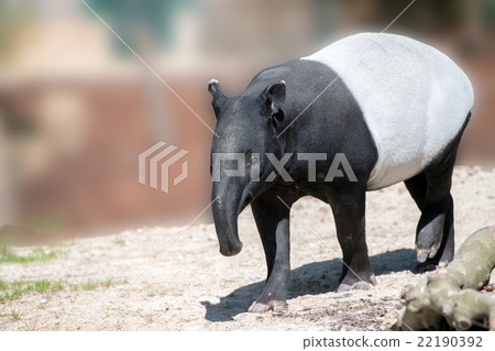malayan tapir portrait coming to you 22190392