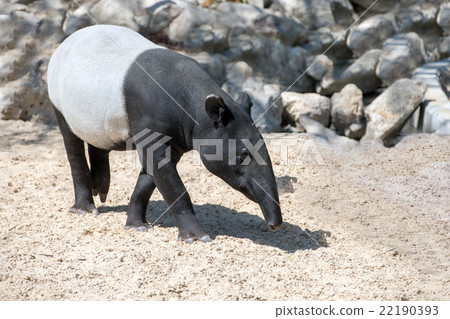 malayan tapir portrait coming to you 22190393