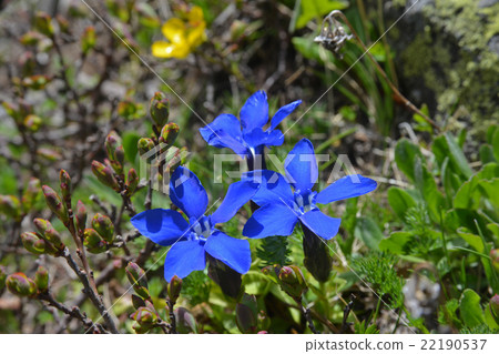Blue gentiana flowers Blue gentiana flowers 22190537