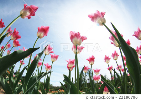 文化領域522 文化領域522 22190796