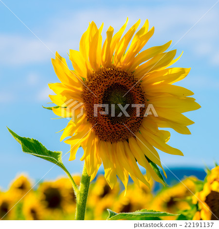 Sunflower 22191137